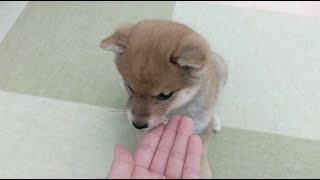 【生後59日】目がぜんぜん合わない | VLOG#04 【豆柴】The shy Shiba Inu puppy