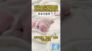 香港新生大熊貓龍鳳胎長出標誌性黑眼圈了！#大熊貓 #香港海洋公園