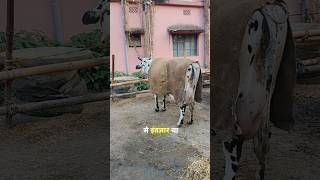 तो फाइनली आज जा रहे है एक प्यारी गाय लेने❤️/#dairyfarm/#farm