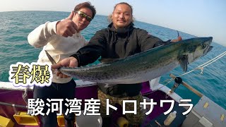 【サワラキャスティング】鰆に魅せられた男達。