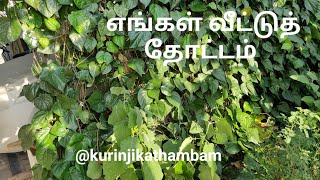 எங்கள் வீட்டுத் தோட்டம் / Home garden