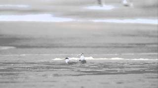 ♪鳥くんの野鳥動画～コアジサシ求愛失敗'Little Tern is broken heart '