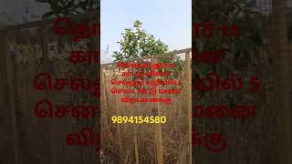 மிகவும் குறைந்த விலையில் 5 சென்ட்#realestate  #land #nagarcoil #9894154580 #9487460494 #landproperty