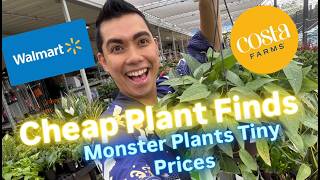 I Found the CHEAPEST Hanging Basket Plants at Walmart