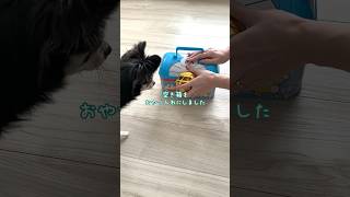 新しいおやつの入れ物にドキドキが隠せない犬。 #shorts  # chihuahua