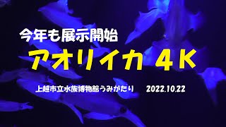 【４K】今年も展示開始アオリイカ４K・上越市水族館うみがたり（2022.10.22）