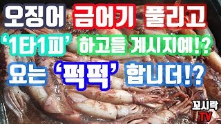 화살촉오징어낚시! 1타1피 하고들계시죠!? 여긴 퍽퍽하는데!? 화살촉오징어채비법, 오징어잡는법, 총알오징어, 살오징어낚시! [squid, イカ]