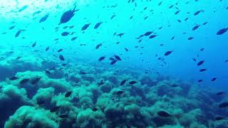 Crociera sub Isola d'Elba a bordo del Frala