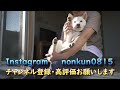 突風に驚いた柴犬が飼い主の腕の中で甘える姿が可愛すぎた！！