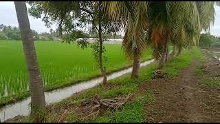 தமிழ்நாட்டின் நெற்களஞ்சியம்.🌾🌾🌾🌾