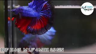 (BBF-A645) Red Blue Fancy Halfmoon Male Betta