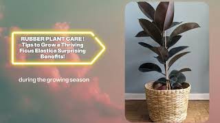 RUBBER PLANT CARE Tips to Grow a Thriving Ficus Elastica + Surprising Benefits