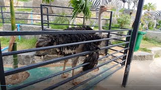 សត្វអូទ្រីស Ostrich