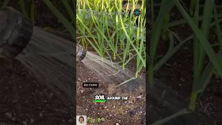 Instructions for growing a small garden of garlic plants