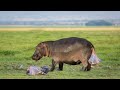 How Does Hippo Giving Birth