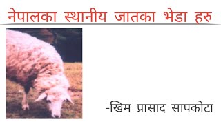 नेपालका स्थानीय जातका भेडाहरु (Nepali indigenous sheep breeds)