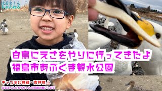 【 #白鳥飛来】ももちゃんとはるまくん白鳥にえさをやりに行ったよ【福島市阿武隈川】