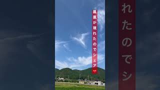 緊急速報⚠️鳳凰が現れたのでシェア❤️見た人幸せが近いサイン#パワースポット一人旅