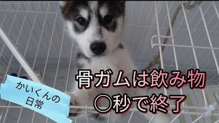 骨ガムが秒で消える！子犬だから時間がかかると思いきや、早すぎるサモスキー(シベリアンハスキー＆サモエド)[かいくんの日常]