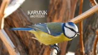 Karmnik - rozpoczęcie sezonu (sikora bogatka, modra, uboga, kowalik) | Bird feeder