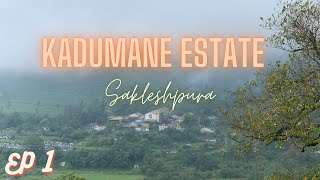 kadumane Tea Estate | ಕಾಡುಮನೆ Hills | Saklespura | Western Ghat-Misty Tea Plantation