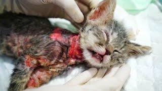 ABUSED KITTY BOILED ALIVE. HELP US SAVE CHICO!!