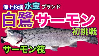 【海上釣堀水宝】初サーモン釣り・ブランド白鷺サーモンを釣る