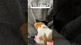 回し車のお化け👻#shortsvideo #ハムスター #youtubeshorts #癒し #可愛い #pets #ゴールデンハムスター #shortsvideos #shorts