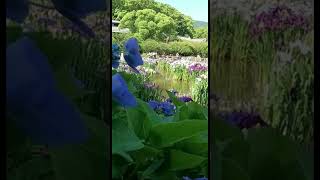 Dazaifu-Tenmangu  #hydrangea #nature scenery