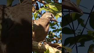 কপৌ চৰাই ||  Dove Bird