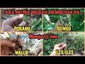 PERBEDAAN PORANG, SUWEG, WALUR, ILES-ILES || Ciri-ciri porang dilihat dari batang dan daun