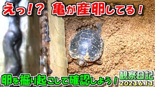 亀の産卵が始まりました！卵を回収して大事に育てよう！【2023.6.13】