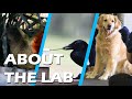 Introduction to the Animal Minds Lab