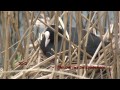 sothöna eurasian coot