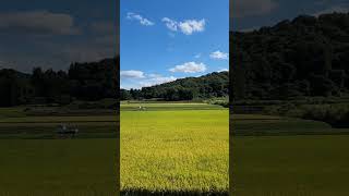 軽トラと田んぼがすごく絵になってました🌾⁡⁡ #日本 #日本の風景 #風景 #日本の原風景 #田舎 #田舎の風景 #自然 #自然が好き #田んぼ #稲穂 #秋 #秋の田 #福島県 #田村市