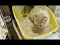 【膀胱炎事件】尿検査しました②【お茶目猫「ましゅー」】