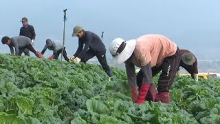 달콤한 맛·고소한 향 '해남 배추'...절임 배추도 주문 쇄도 / YTN 사이언스