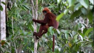 Lutung Merah /2