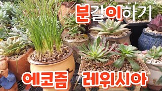 #레위시아 # 에코즘 분갈이하기 #키우기