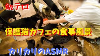 【飯テロ】保護猫カフェの食事風景小競り合いすらも可愛いカリカリのASMR（森のねこ舎）淡路