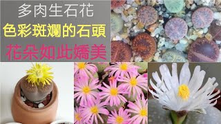 室內玩多肉(14)生石花開花了，生石花日常管理