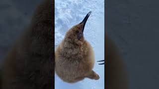 【旭山動物園】もふもふ巨大ヒナ🥝🐧道草してたら置いていかれる🐧キングペンギン散歩(1/21) [Asahiyama Zoo] Fluffy King penguin chick.