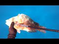 3 prong spearfishing for big parrot fish ukus and more