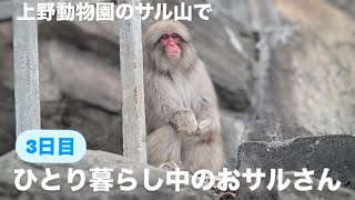 上野動物園のサル山に最後まで残っている1頭のおサルさんの様子(３日目）　2024.11.14