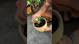 If you have a succulent and want to grow more for free, here’s how to do it! #shorts