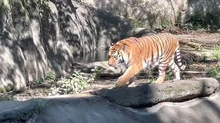 アースくん 水堀にバシャン！　アムールトラ　浜松市動物園にて　2023年6月17日