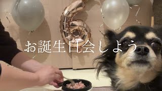 ［vlog］元保護犬チワワの誕生日パーティ🥳🐶2月はまるごとお誕生日月間！バルーンとケーキで6歳の誕生日を祝いしました✨🎉 #チワワ#保護犬