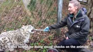 Snow leopard LIVE with Claire