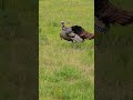 Turkey call and response. These wild turkeys toms are talkative #shorts #wildlife #funny #birds