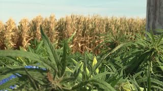 Illinois hemp farmers concerned USDA testing could slow yield